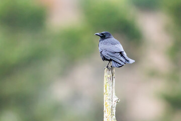 American Crow Does His Best to Look Debonair Perched on a Tree Snag