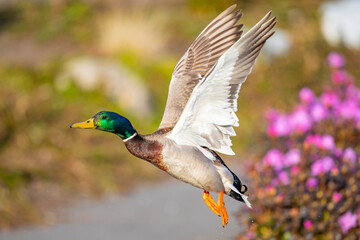 Obraz premium Iridescent Drake Mallard Duck Gains Altitude Over Flowering Shrubs in Spring