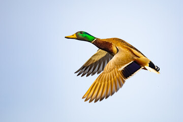 Iridescent Drake Mallard Duck Gains Altitude with Powerful Wing Beats