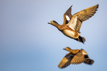 Drake American Wigeon Gains Altitude with Powerful Wing Beats