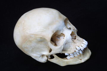 Naklejka premium Skeleton head on dark background