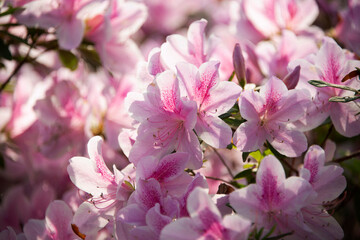Obraz premium Isolated Azaleas blooming in the sunshine at the Ravine Gardens State Park
