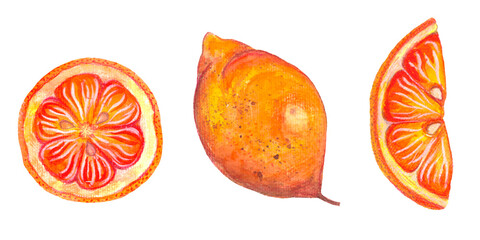 Hand drawn watercolor lemon. A whole fruit, a slice of lemon, half a lemon. Summer citrus in the style of realism, set.