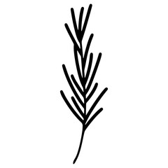 Rosemary vector icon. Hand drawn spring grass isolated on white background. Rosemary branch silhouette for kitchen design