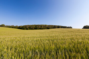 an agricultural field sown with unripe wheat cereals