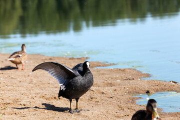 black European coot with black plumage
