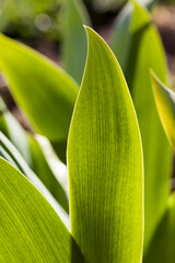 Obraz premium green grass in summer