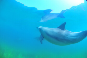 Obraz premium 日本海、能登島のイルカの家族