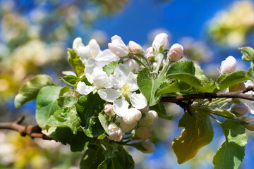 flowering trees in the orchard