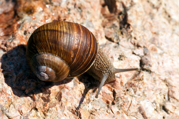 grape snail crawling on its territory