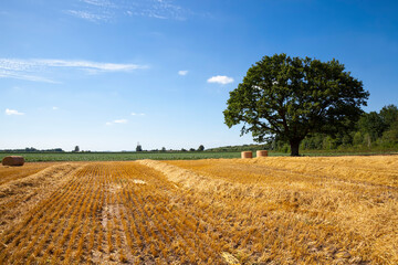 Obraz premium beautiful green oak and straw