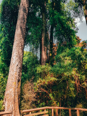 Fototapeta premium perspective from the ground of a group of trees in the forest