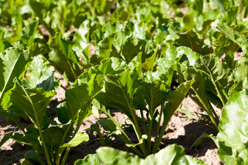 Obraz premium sugar beet in the agricultural field