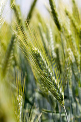 agricultural field where green wheat has grown