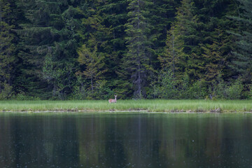 Deer on the edge of a lake