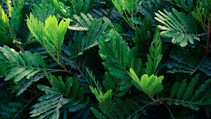 Tree with green leaf in a garden, Nature pattern background