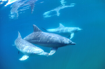 Fototapeta premium 日本海、能登島のイルカの家族