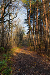 Obraz premium deciduous trees in the autumn season