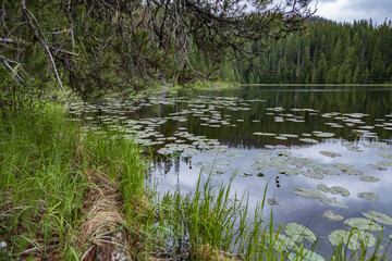 Lily pads in Fish Lake, Montana
