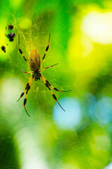 Very detailed spider enjoying his home.