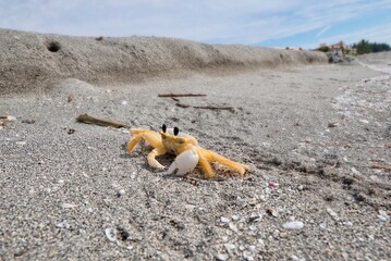 Fototapeta na wymiar Awesome little yellow crab with big eyes on the coast of Florida.