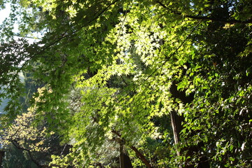 Fototapeta na wymiar Spring fresh green foliage (momiji) at Yamadera temple in Yamagata prefecture, Japan - 山寺 新緑のもみじ 山形県 日本 