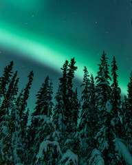 Fototapeta na wymiar Magnificent display of northern lights, aurora borealis with snow-covered trees in frame taken in winter season with bright, dancing sky above. 