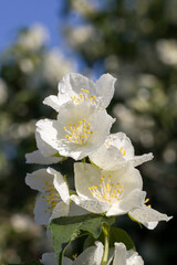 beautiful fresh jasmine flowers in spring