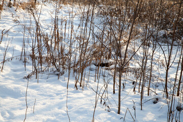 winter cold weather after the snowfall with plants