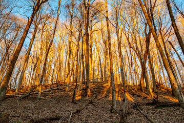 Appalachian hardwood forest in winter, at sunset, golden hour, nature, blue sky