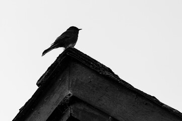 Black bird, called black Phoebe. Little bird waiting on top of the roof. The scientific name is Sayornis nigricans.