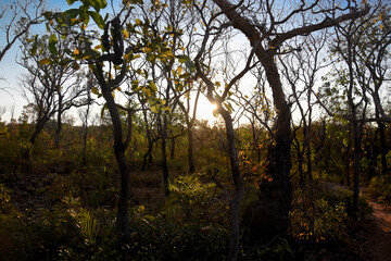 Obraz premium Sunset in Cerrado - Brazil 