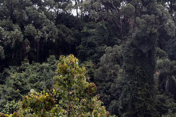 True parrot (Amazona aestiva) feeds perched on a fruit tree from the Atlantic Forest in the State of São Paulo, Brazil