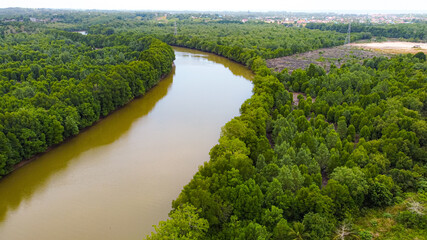 aerial mangrove