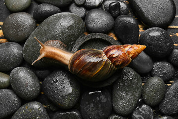 Giant Achatina snail on spa stones