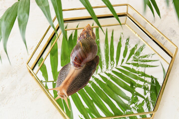 Giant Achatina snail on glass tray