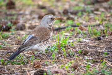 Wood bird Fieldfare, Turdus pilaris, on a sprng lawn.