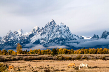 dramatic fall landscape with horses and peak autumn foliage of trees in Grand Teton against the snow capped Teton  mountain in Jackson Hole, Wyoming.