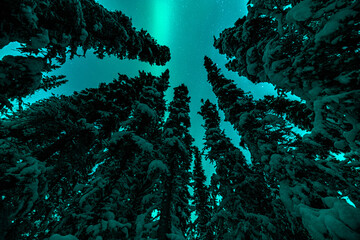 Magnificent display of northern lights, aurora borealis with snow-covered trees in frame taken in winter season with bright, dancing sky above. 