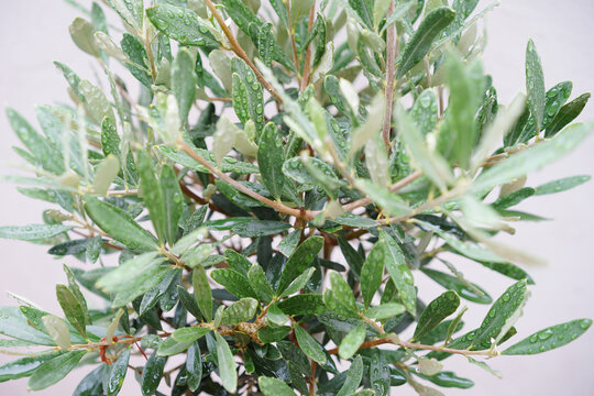 Rain On Olive Tree Leaves