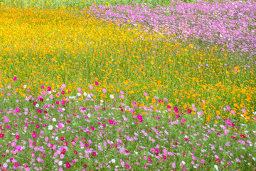 colorful cosmos flowers farm