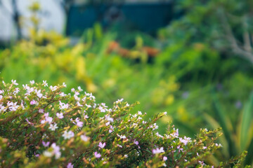 flowers in the meadow