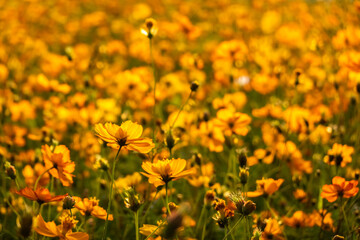 Obraz premium colorful cosmos flowers farm