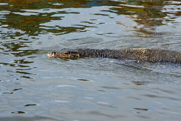 Water monitor lizard swimming in Maduwa River (Madu Ganga), Sri Lanka