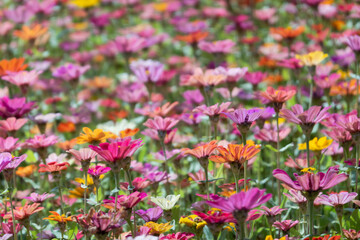 Fototapeta premium colorful cosmos flowers farm