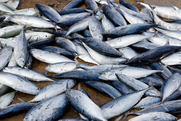 Obraz premium Fresh fish for sale in market, Kumarakanda, Sri Lanka
