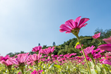 pink cosmos flowers farm