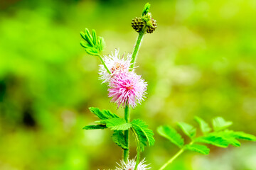 flower on the background