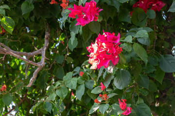 Fototapeta premium red bougainvillea flowers