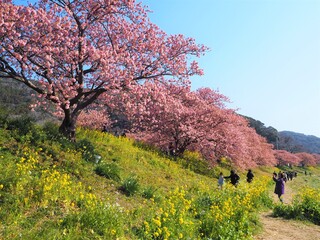the beautiful cherry blossom trees in japan